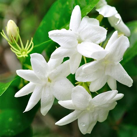 living jasmine